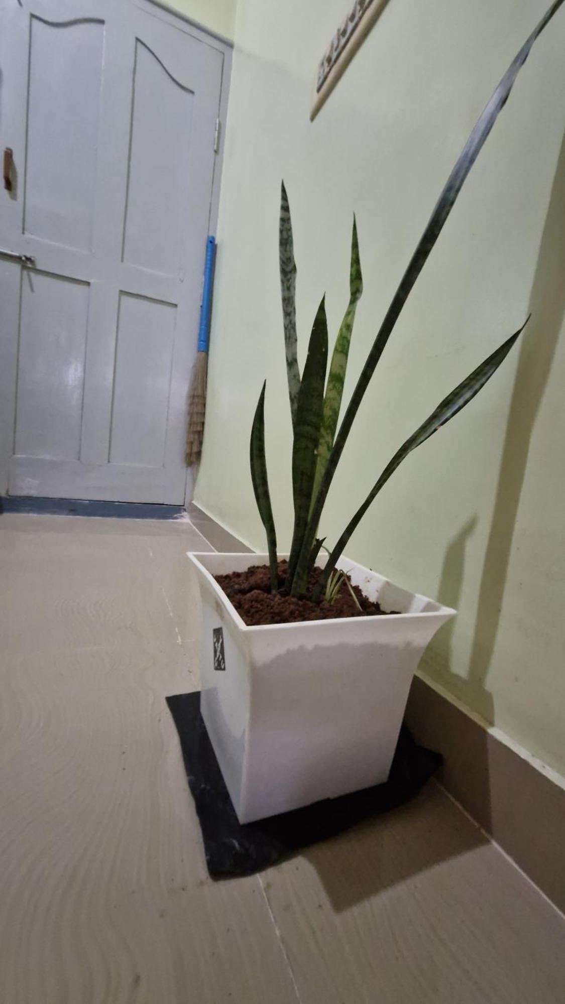 Malgudi Mane Homestay Chikmagalūr Exteriér fotografie